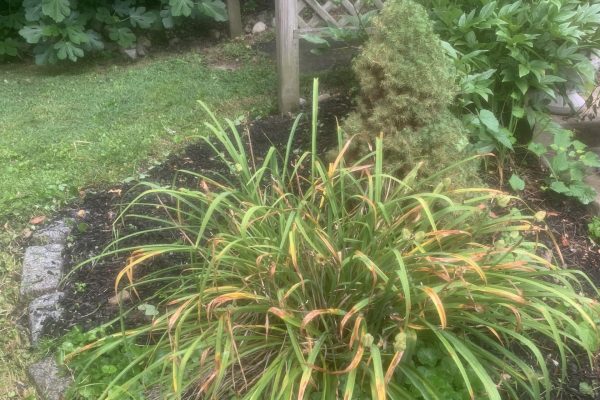 lawn cutting Company in Havertown PA