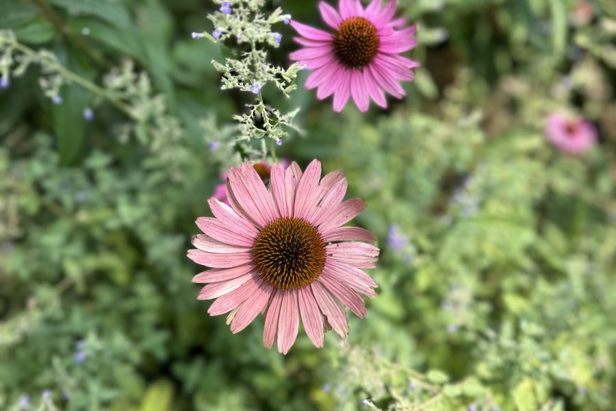 Commercial Landscaping Havertown pa
