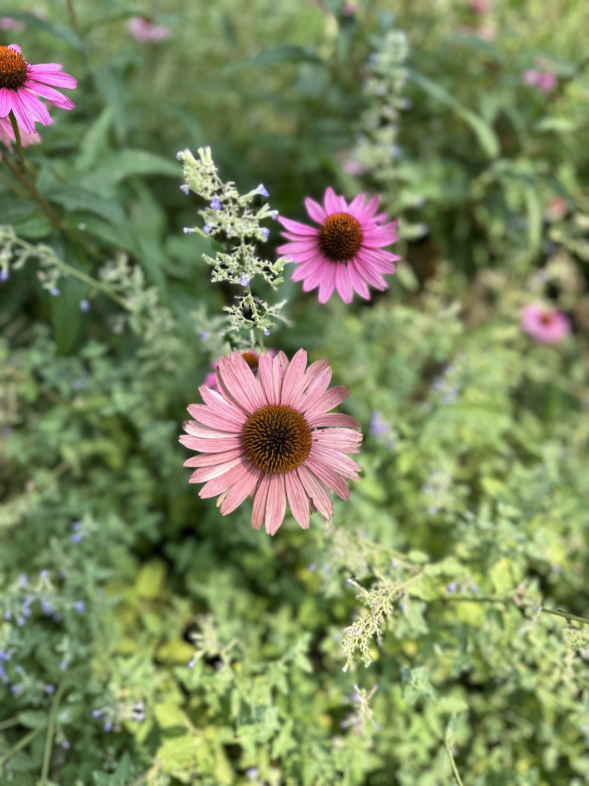 Elevate Your Business Image with Al Pezza Company Commercial Landscaping Havertown pa: Innovative Solutions for Lasting Impact