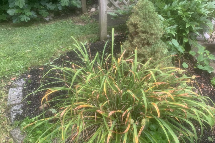 Commercial Landscaping Havertown pa