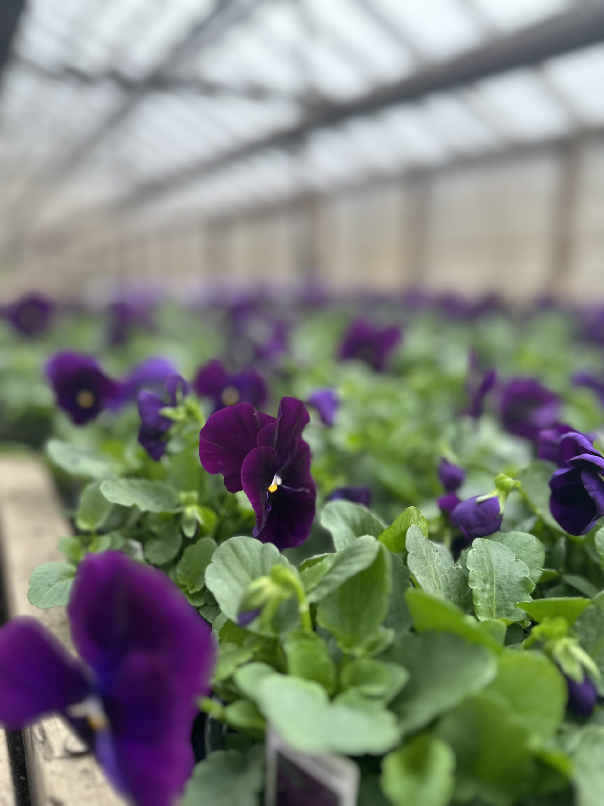 Enhance Your Business Image with Al Pezza Company Commercial Landscaping Havertown pa’s Innovative Solutions for Lasting Curb Appeal